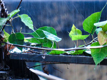 High angle view of plant leaves on land