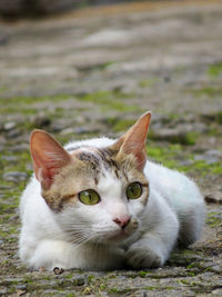 Close-up of cat