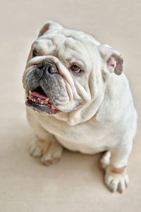 Close-up portrait of dog
