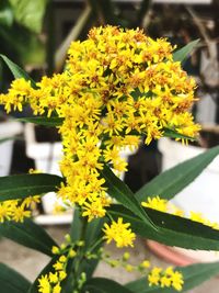 Close-up of yellow flowering plant