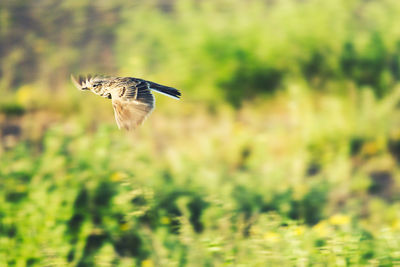 Bird flying in a sunlight