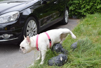 View of dog in car