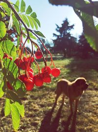 Close-up of red berries hanging on tree