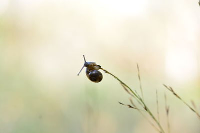 Close-up of insect on plant