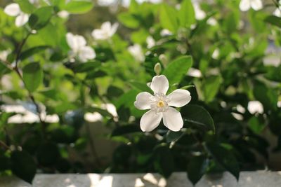 Close-up of white flower blooming outdoors