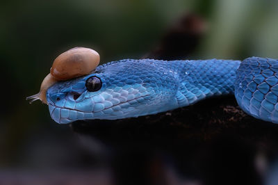 Close-up of a turtle
