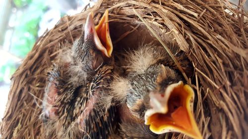 High angle view of baby robins in nest