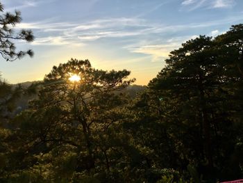 Trees against sky during sunset