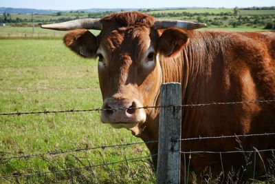 Portrait of cow on field by fence