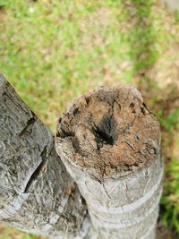 High angle view of tree stump in forest