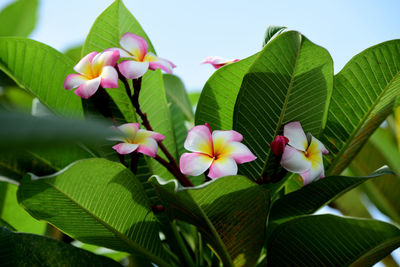 Close-up of pink flowering plant