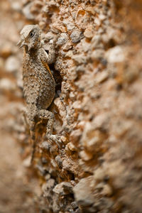 Close-up of lizard on rock