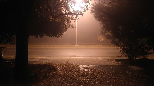 Trees on field by road during foggy weather at sunrise