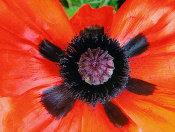 Close-up of red flower