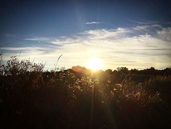 Plants growing on field at sunset