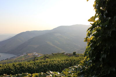 Scenic view of mountains against clear sky