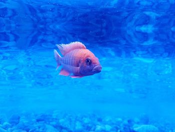 Close-up of fish swimming in sea