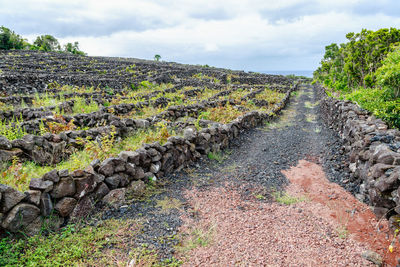 Landscape of the pico island vineyard culture