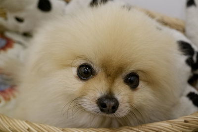 Close-up portrait of a dog