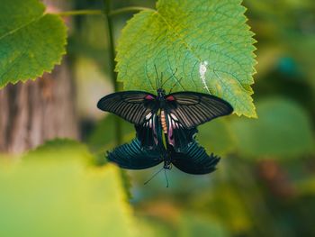 Close-up of butterfly on plant