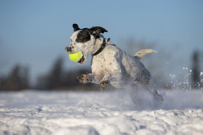 Close-up of dog holding ball in mouth while running on snow