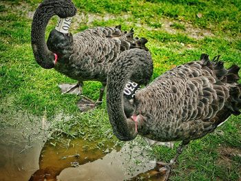 Close-up of swan on grass