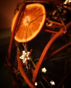 Close-up of insect on plant