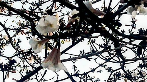 Low angle view of cherry blossoms in spring