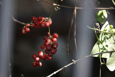 Close-up of red berries hanging on plant