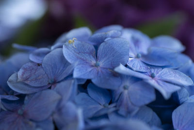 Close-up of purple hydrangea flowers