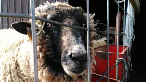 Portrait of sheep in cage