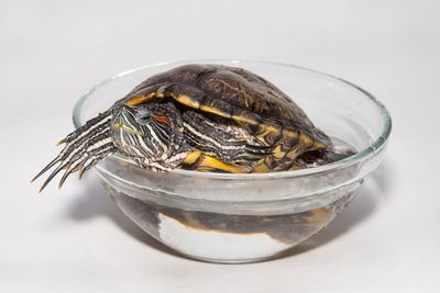 Close-up of crab on glass against white background