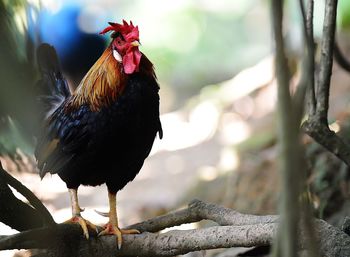 Rooster on plant