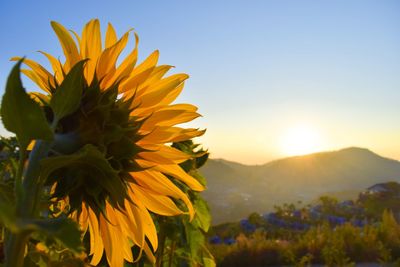 Close-up of sunflower against sky at sunset