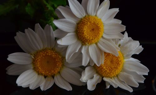 Close-up of daisy flower