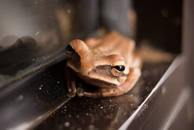 Close-up of frog in glass