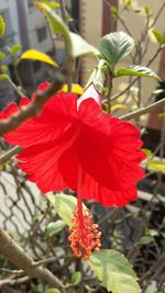 Close-up of red hibiscus blooming outdoors