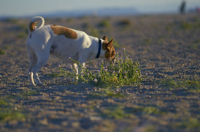 Dog running on field