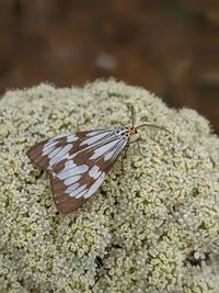 Close-up of butterfly on flower