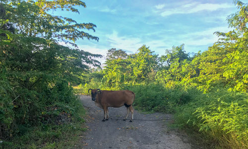 Horse in a farm