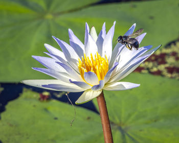 Close-up of insect on water lily  flower