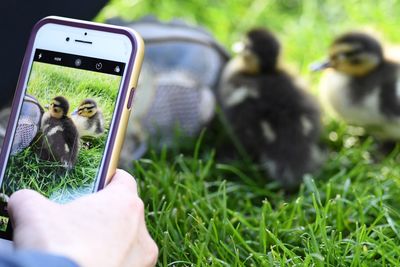 Cropped hand photographing ducklings from mobile phone on field