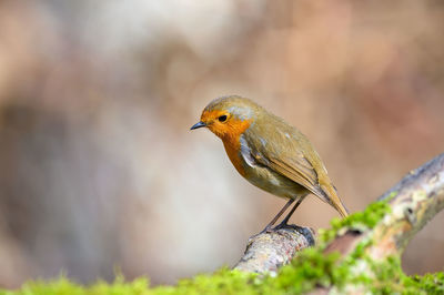 Eurasian robin, erithacus rubecula, perched on a moss covered tree branch, winter