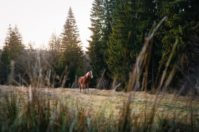 Horses in a forest