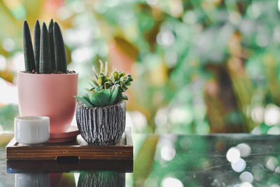 Close-up of potted plant on table