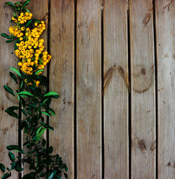 Close-up of yellow flowering plants on wood