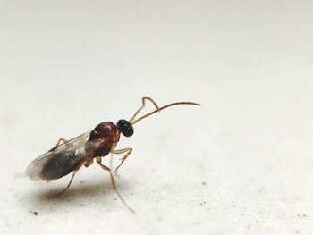 Close-up of insect on white surface