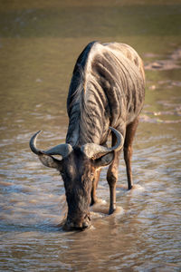 Blue wildebeest drinks from river in sunshine