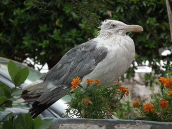 Close-up of bird perching on plant