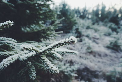 Close-up of pine tree during winter